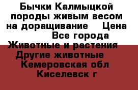Бычки Калмыцкой породы живым весом на доращивание. › Цена ­ 135 - Все города Животные и растения » Другие животные   . Кемеровская обл.,Киселевск г.